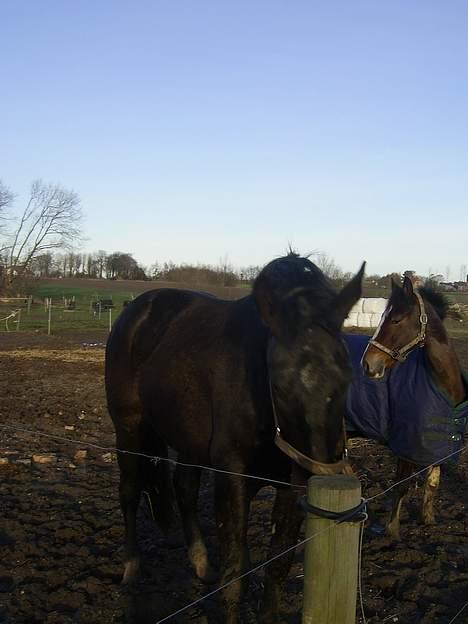 Oldenborg Thor - & igen billede 12