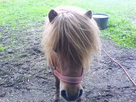 Miniature Hannibal - er han ikke bare sød nåå buller billede 6