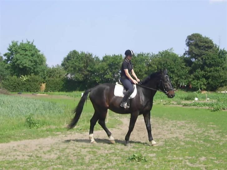 Oldenborg Thor - med rytter billede 15