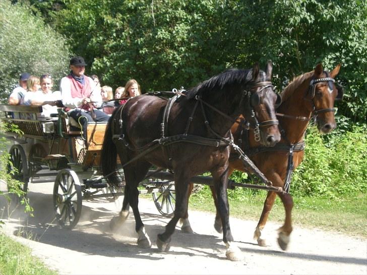 Oldenborg Thor - Thor og Caletto i Den Fynske Landsby - sommer 2010 billede 16