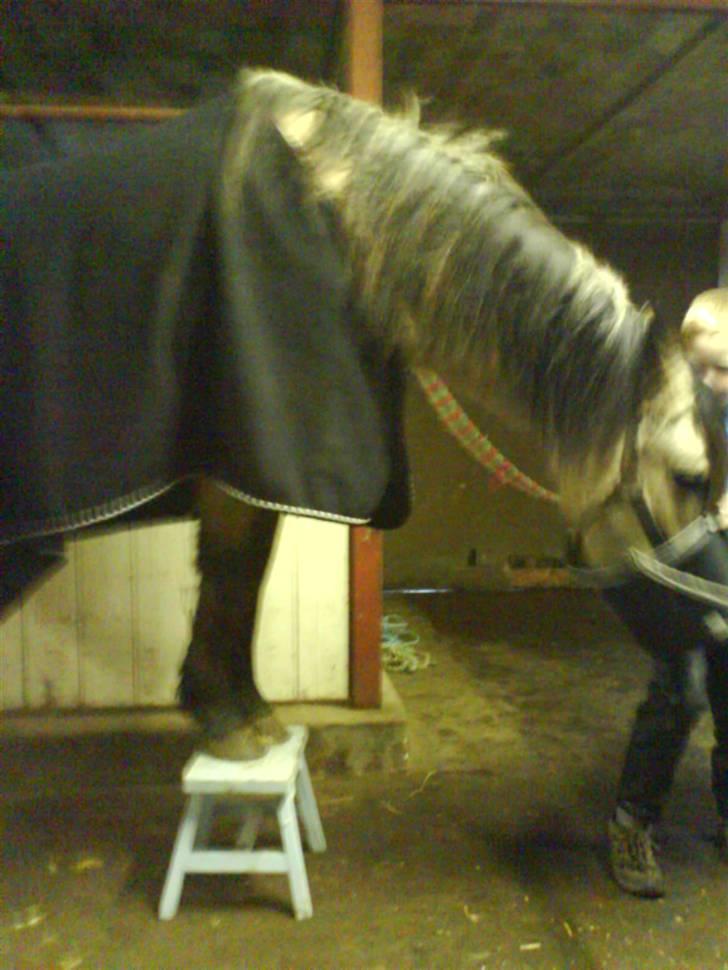 Anden særlig race Shanon´<3 Solgt...  billede 15