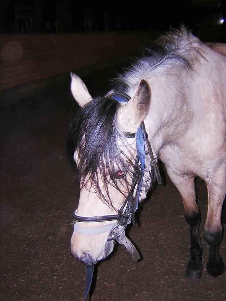 Anden særlig race Shanon´<3 Solgt...  billede 16