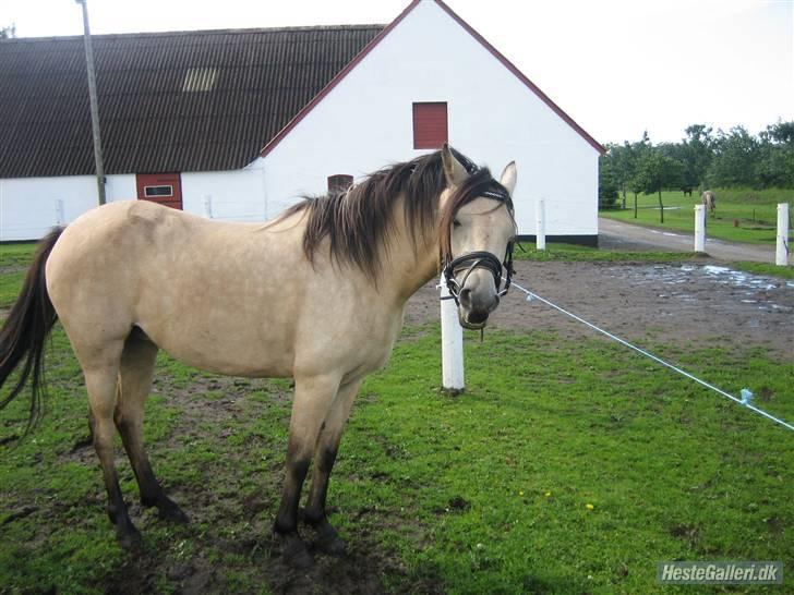 Anden særlig race Shanon´<3 Solgt...  - Hva er det jeg har i munden ? ! billede 17