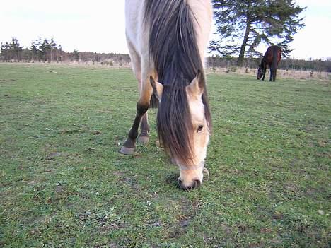 Anden særlig race Shanon´<3 Solgt...  billede 18