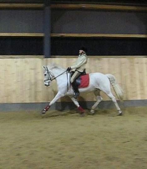 New Forest Odbjergs Pikant-solgt - Det var tider <33kommer sådan til at savne dig! <3Træning hjemme hvor vi er i middeltrav- et rigtig godt billed Tine billede 20
