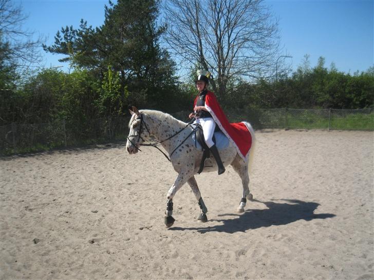 Appaloosa Spotlight / red / - vi skridter op til stævnet billede 12