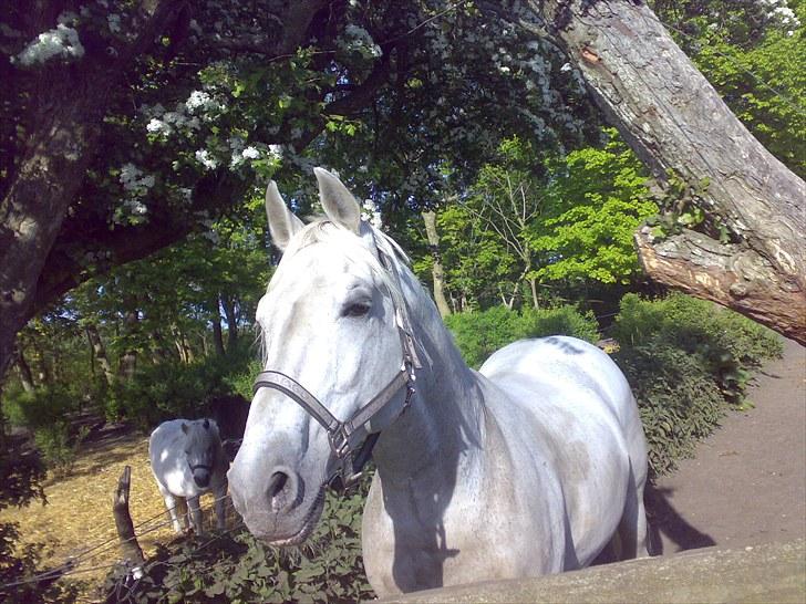 Anden særlig race Lindegaardens Argusan RIP :-( - smukke Argusan billede 6