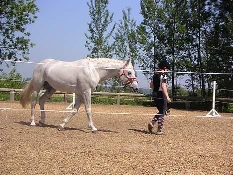 Anden særlig race Lindegaardens Argusan RIP :-( - Hvor skal vi hen du? billede 10