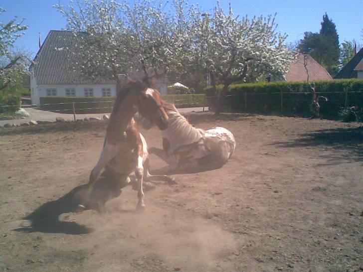 Pinto shades of desire SOLGT - her er har vi li leget vandkamp  billede 1