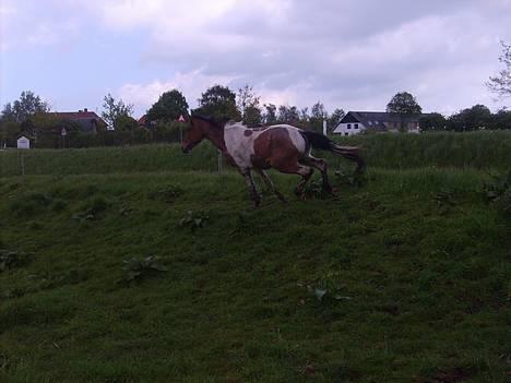 Pinto shades of desire SOLGT billede 2