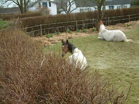 Pinto shades of desire SOLGT - det er det jeg siger han er doven..! billede 3