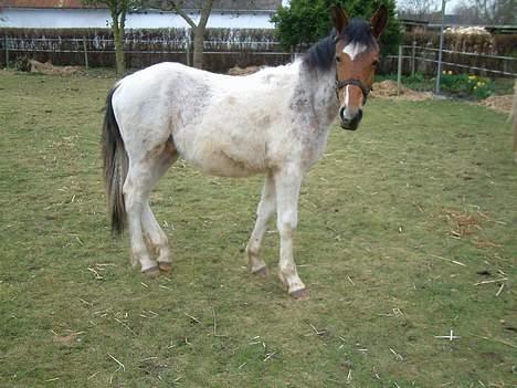 Pinto shades of desire SOLGT - han ser ret kantet ud der.. nu er der så kommet lidt rundere former på..! billede 4