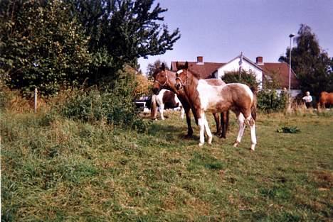 Pinto shades of desire SOLGT - her er han så med sin mor.. som så også er min venindes hest..! billede 5