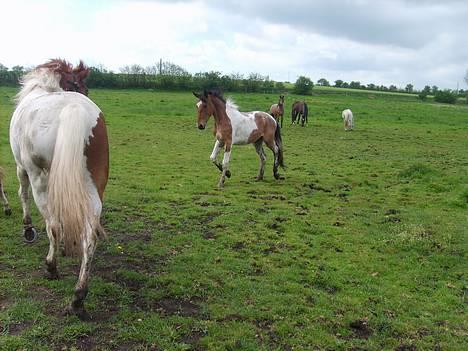 Pinto shades of desire SOLGT billede 6