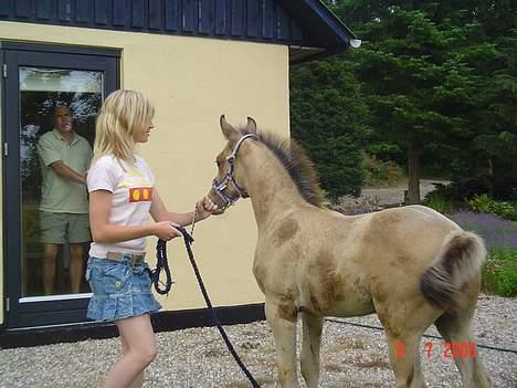 Anden særlig race Golden Star. billede 8