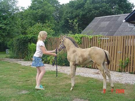 Anden særlig race Golden Star. billede 9