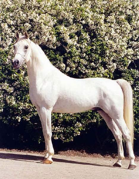 Pinto tanna - dejlige Ca sidon,<3  han er en hingst, og sf en Araber.  han er far til Danmarks bedste føl.. han er dersvære ikk min egen , men ubeskrivelig hest..   kommer fra et stutteri der hedder Calbar. jeg har redet ham meget, men gør det ikk så meget mere, billede 18