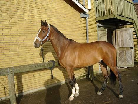 Dansk Varmblod Westergaardens Casir billede 12
