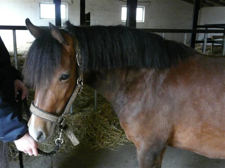 New Forest Agerboes Coco billede 5