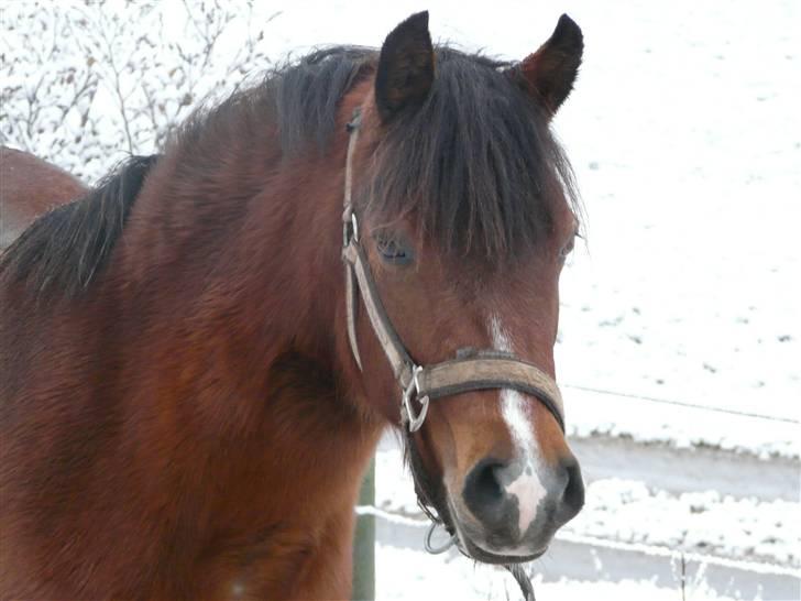 New Forest Agerboes Coco billede 6