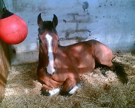 Dansk Varmblod Westergaardens Casir billede 10