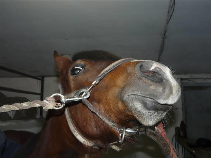 New Forest Agerboes Coco billede 7