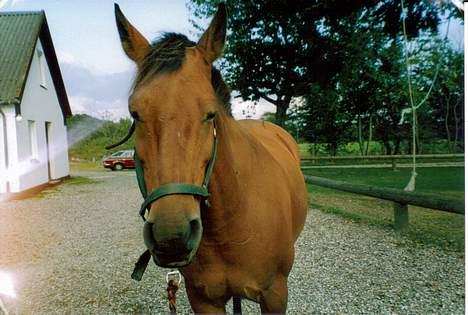 Anden særlig race Laban (R.I.P) billede 2