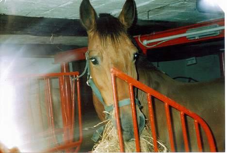 Anden særlig race Laban (R.I.P) billede 3