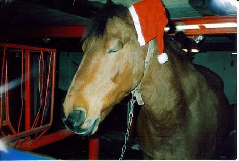 Anden særlig race Laban (R.I.P) billede 4