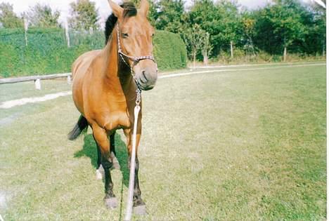 Anden særlig race Laban (R.I.P) billede 5