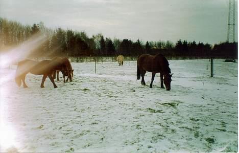 Anden særlig race Laban (R.I.P) billede 6