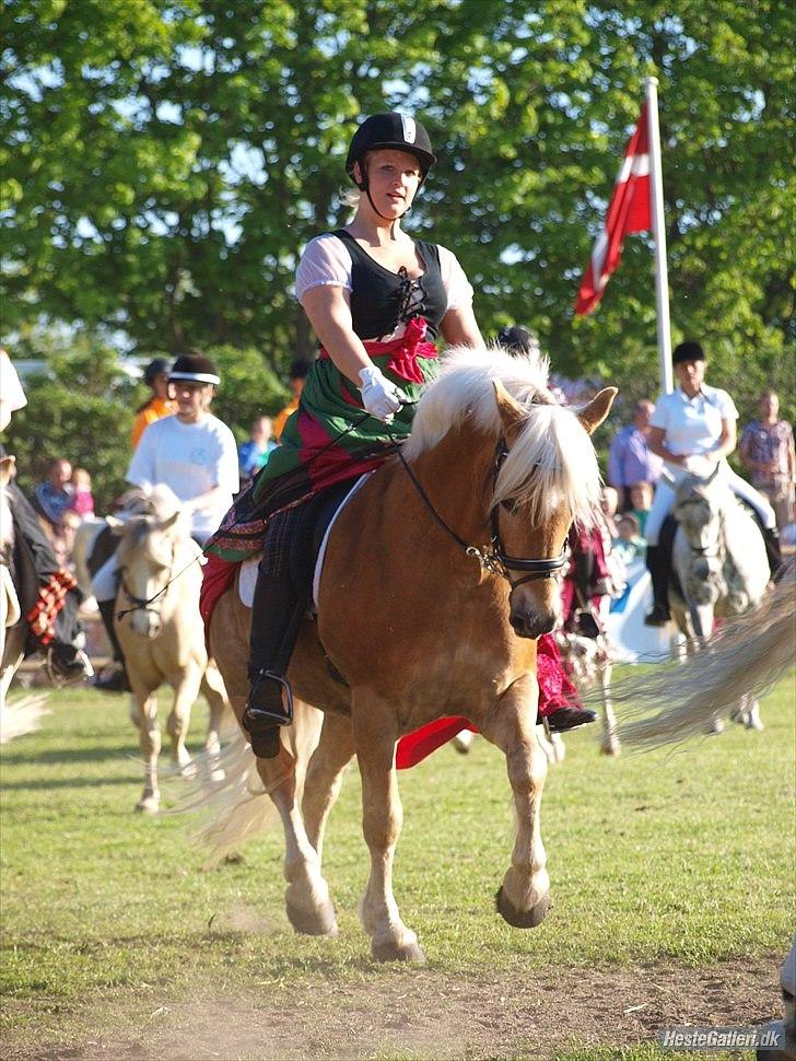 Haflinger Stoy "UDLÅNT - Opvisning til store heste dag i roskilde, rigtig stolt af ham. Vi fik virkelig meget ros, og er meget stolt af min prins. Håber på at ride med igen i 2011 (: INGEN AF MINE BILLEDER MÅ BRUGES PÅ ANDRE SIDER ELLER KOPIERES ! billede 1
