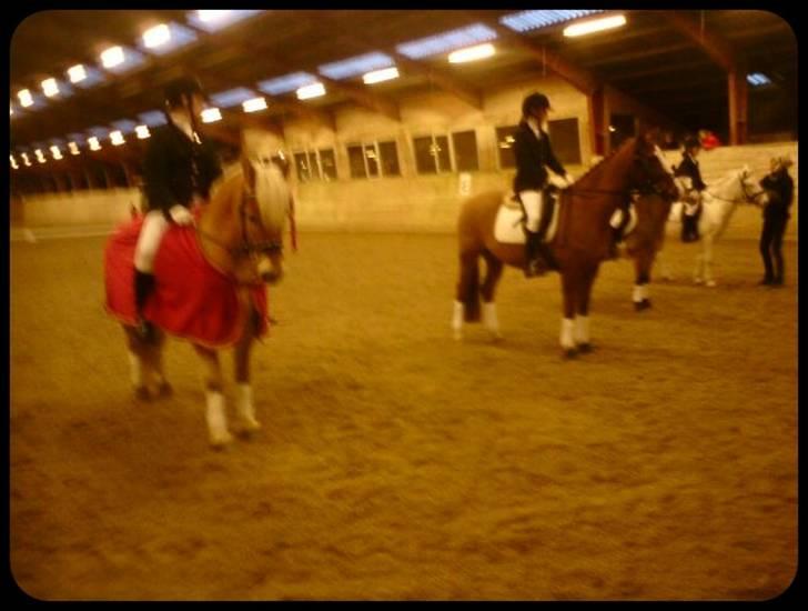 Haflinger Stoy "UDLÅNT - Junior mesterskabet. Vi vandt. jeg er så stolt af dig min skat. INGEN AF MINE BILLEDER MÅ BRUGES PÅ ANDRE SIDER ELLER KOPIERES ! billede 2