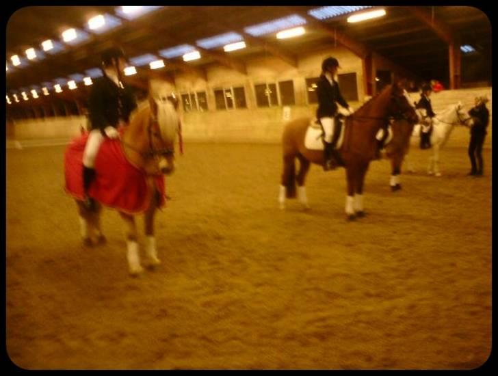 Haflinger Stoy "UDLÅNT - Junior mesterskabet. Vi vandt. jeg er så stolt af dig min skat. INGEN AF MINE BILLEDER MÅ BRUGES PÅ ANDRE SIDER ELLER KOPIERES ! billede 2