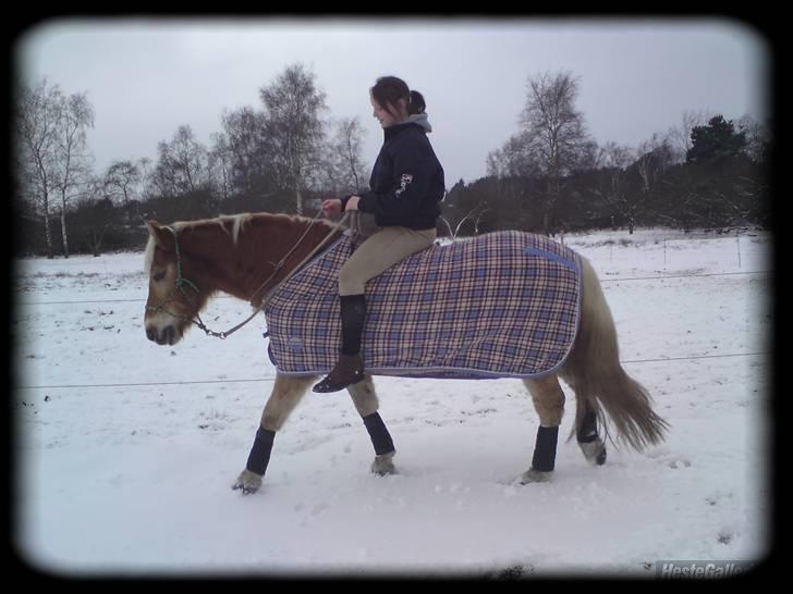 Haflinger Stoy "UDLÅNT - træning i sneen d. 20.02.09 virkelig en super dag! stoy min bedsteven. jeg elsker dig af hele mit hjerte i:! INGEN AF MINE BILLEDER MÅ BRUGES PÅ ANDRE SIDER ELLER KOPIERES ! billede 3