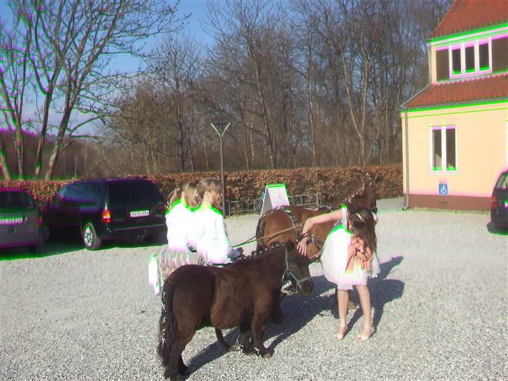 Shetlænder Smut  - Putte er med for at hente bille til hendes konformation!! XD billede 15