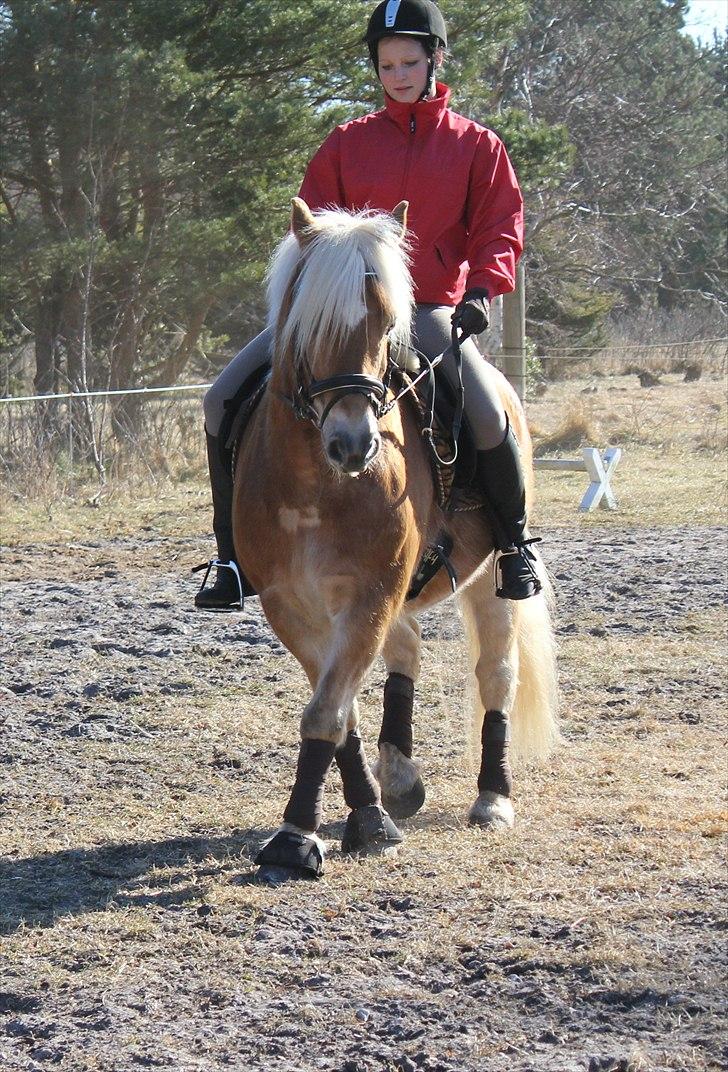 Haflinger Stoy "UDLÅNT - Træning med ham den gamle :´) - INGEN AF MINE BILLEDER MÅ BRUGES PÅ ANDRE SIDER ELLER KOPIERES ! billede 4