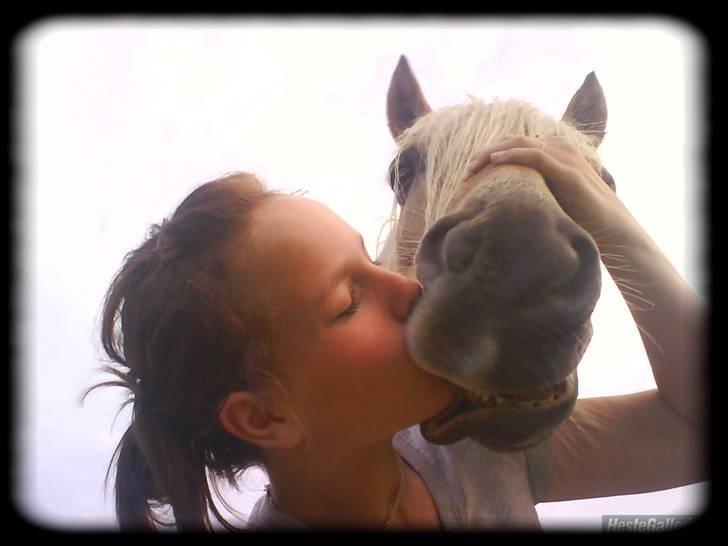 Haflinger Stoy "UDLÅNT - det eneste vi gør, er det vi gør bedst<3 ! INGEN AF MINE BILLEDER MÅ BRUGES PÅ ANDRE SIDER ELLER KOPIERES ! billede 5