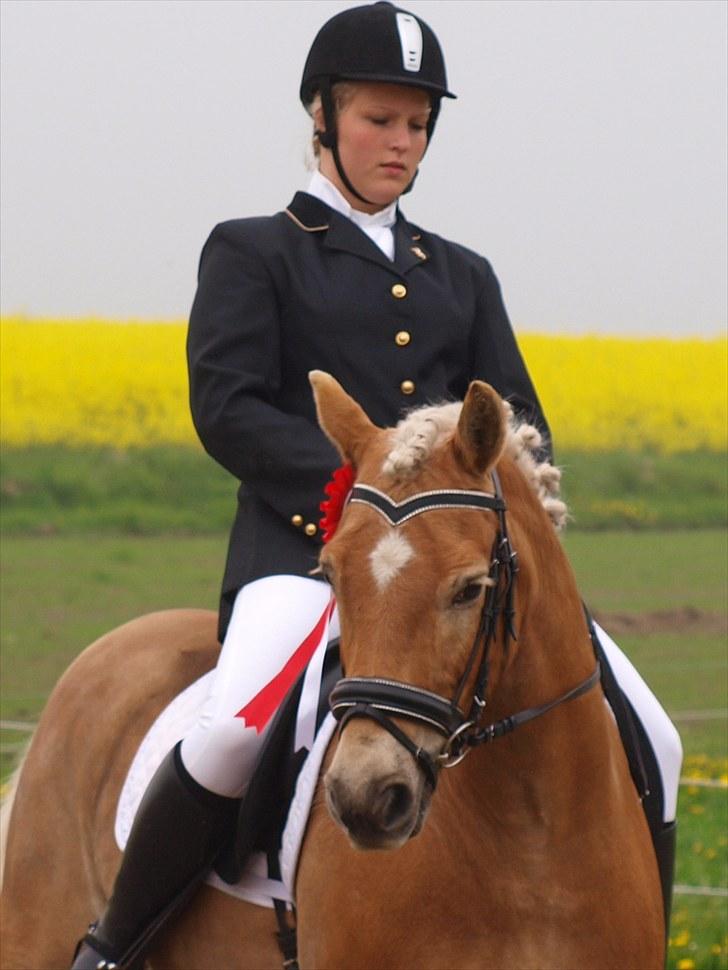 Haflinger Stoy "UDLÅNT - Stævne, red til 74,54 %. INGEN AF MINE BILLEDER MÅ BRUGES PÅ ANDRE SIDER ELLER KOPIERES ! billede 7