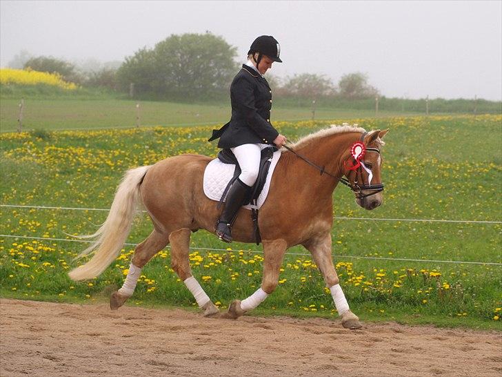 Haflinger Stoy "UDLÅNT - Stævne vandt begge mine klasser (:  INGEN AF MINE BILLEDER MÅ BRUGES PÅ ANDRE SIDER ELLER KOPIERES ! billede 8