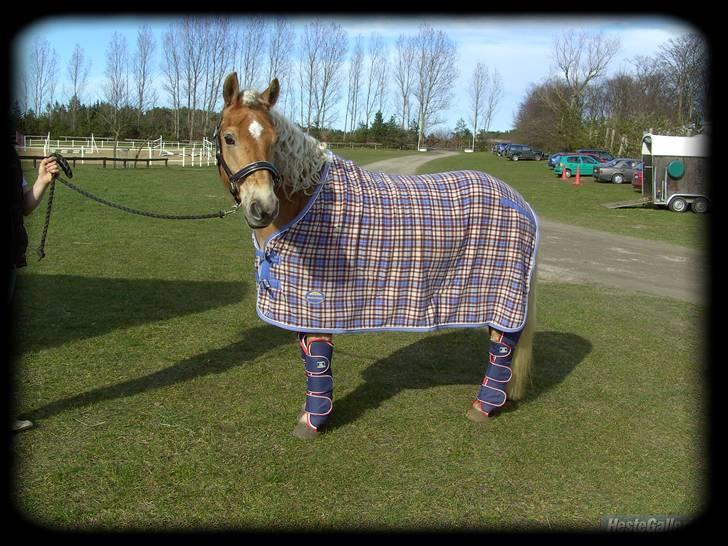 Haflinger Stoy "UDLÅNT - STOOY hvad skulle jeg gøre uden dig! du er min lille øjesten ! INGEN AF MINE BILLEDER MÅ BRUGES PÅ ANDRE SIDER ELLER KOPIERES !  billede 9