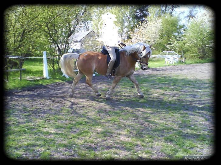 Haflinger Stoy "UDLÅNT - Træning. han gik virkelig virkelig godt! havde god bering og gav efter på tøjlen! INGEN AF MINE BILLEDER MÅ BRUGES PÅ ANDRE SIDER ELLER KOPIERES ! billede 11