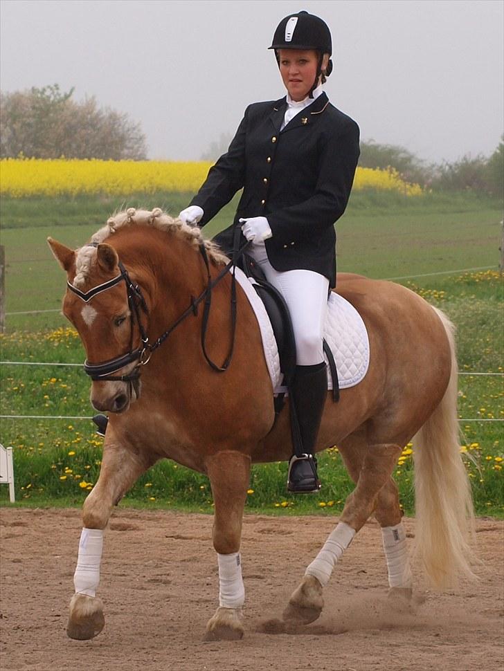 Haflinger Stoy "UDLÅNT - Stævne d. 22. maj 2010, vinder af lc2 u. galop, og en lc2. INGEN AF MINE BILLEDER MÅ BRUGES PÅ ANDRE SIDER ELLER KOPIERES ! billede 12