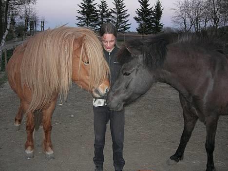 Islænder Blesi fra Østermølle Død  - blesi til venstre.. Uhh en lille snuske billede 1