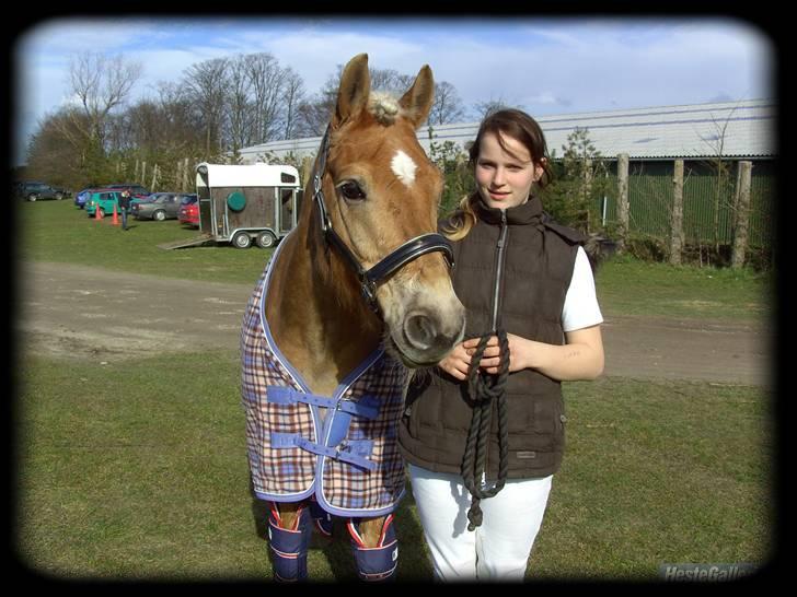 Haflinger Stoy "UDLÅNT - efter stævne, vi red til 64 % :D <3 :´) <3 INGEN AF MINE BILLEDER MÅ BRUGES PÅ ANDRE SIDER ELLER KOPIERES ! billede 13