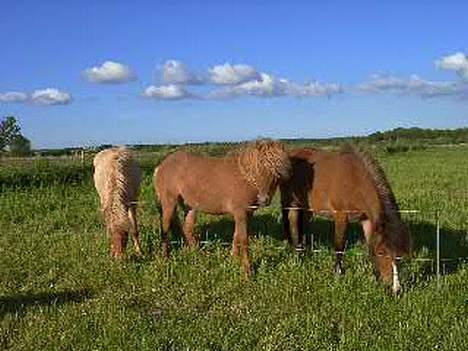 Islænder Blesi fra Østermølle Død  - dette er et billede fra før jeg fik ham, hvor han er sammen med sin gamle flok billede 2