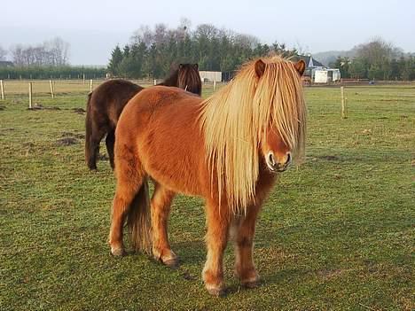 Islænder Blesi fra Østermølle Død  - Også fra før jeg fik ham... Han har meget man:P billede 3