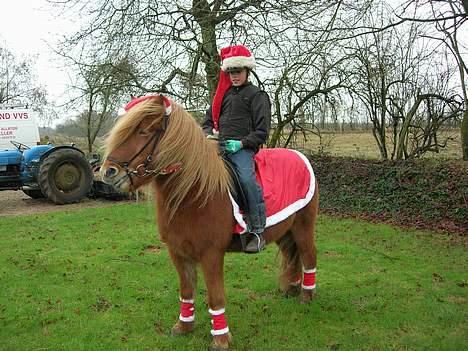 Islænder Blesi fra Østermølle Død  - Ja, så er det ved at være jul, og vi skal have udstyret på billede 4
