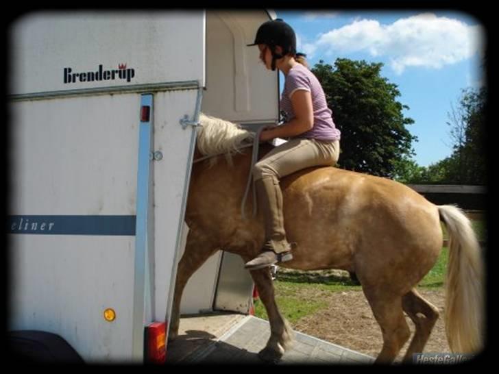 Haflinger Stoy "UDLÅNT - red ind i traileren <3 opvisning på ryttergårdens horsemanshipcenter INGEN AF MINE BILLEDER MÅ BRUGES PÅ ANDRE SIDER ELLER KOPIERES ! billede 14