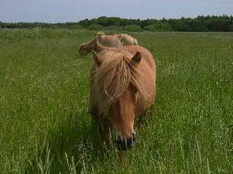 Islænder Blesi fra Østermølle Død  - Fra før jeg fik ham. Mums! højt græs billede 5